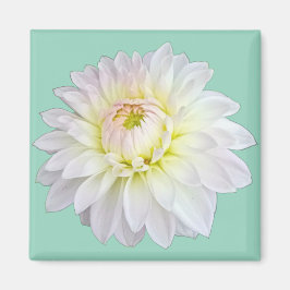 Vitblomma och rosa magnet
