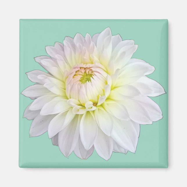 Vitblomma och rosa magnet (Framsidan)