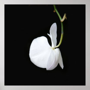 Vitblomma på den svart små affischen poster
