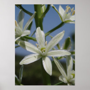 Vitblommaaffisch Poster