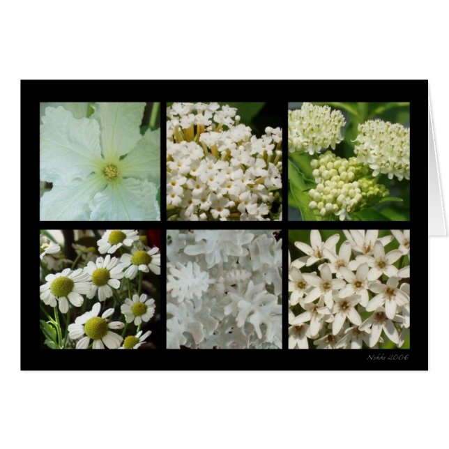 Vitblommakort Hälsningskort (Framsidan Horizontal)