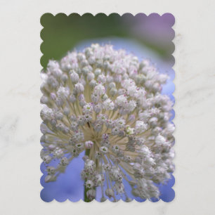 VitblommarAllium Inbjudningar