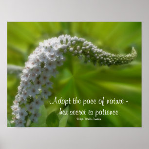 Vitblommig inspirationskälla för patientcitat poster