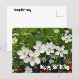 Vitblommor Grattis på födelsedagen. Anemone canade Helg Vykort