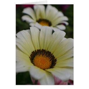 Vitblommor Hälsningskort