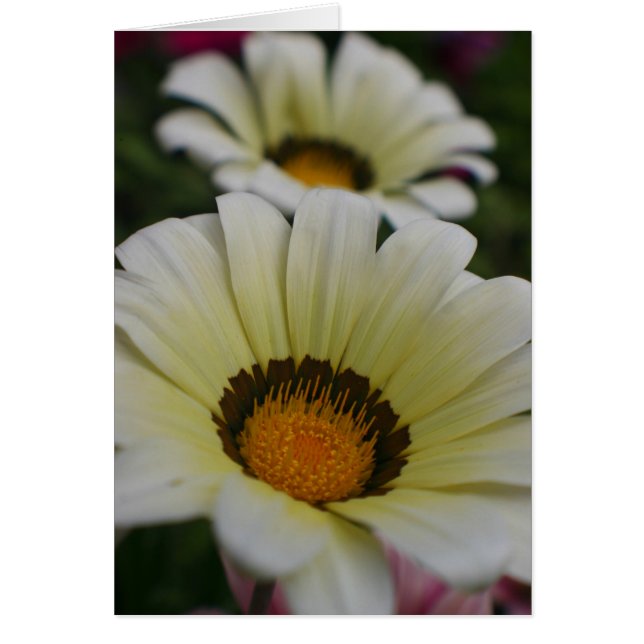 Vitblommor Hälsningskort (Framsidan)