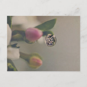 Vitblommor i vatten-vykort vykort