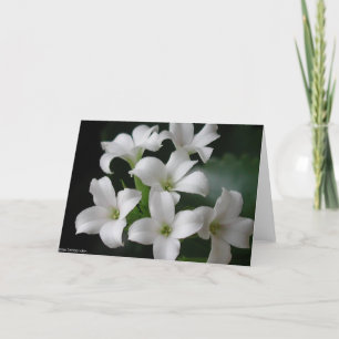 Vitblommor Kort