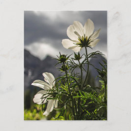 Vitblommor och berg vykort