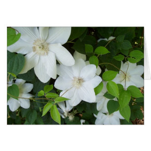 Vitblommor på vindruvor hälsningskort