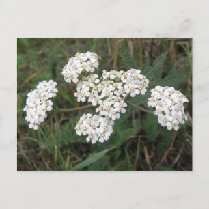 Vitblommor vykort