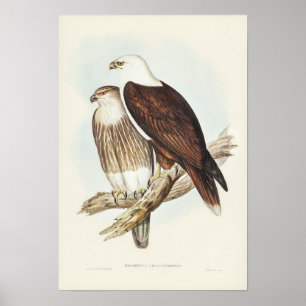 Vitbröstad havseagle av Elizabeth Gould Poster