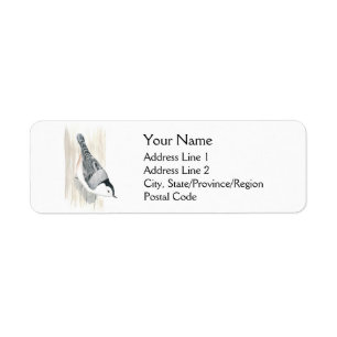 Vitbröstad nuthatch-Adressetiketter Returadress Etikett