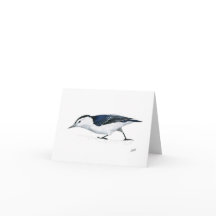 Vitbröstad nuthatch