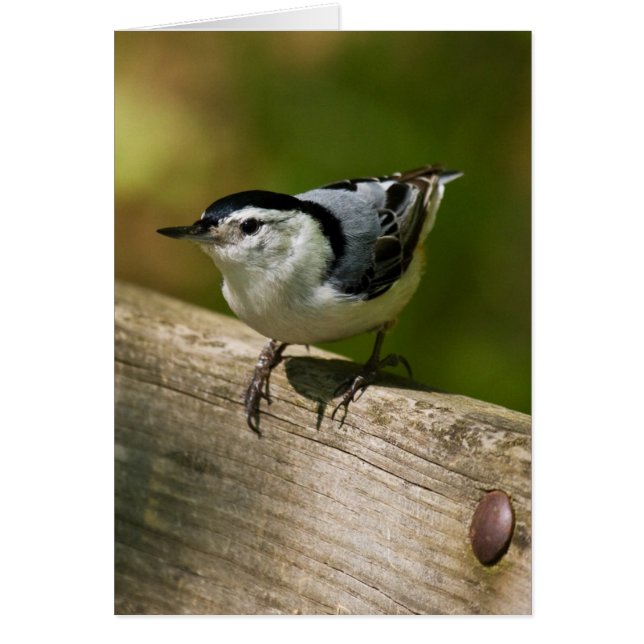 Vitbröstad nuthatch hälsningskort (Framsidan)