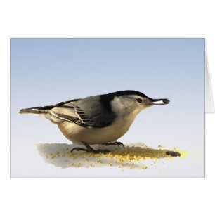 Vitbröstad nuthatch hälsningskort