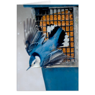 Vitbröstad nuthatch i Snö - Originalfoto Hälsningskort