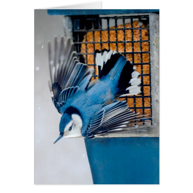 Vitbröstad nuthatch i Snö - Originalfoto Hälsningskort (Framsidan)
