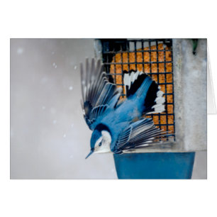 Vitbröstad nuthatch i Snö - Originalfoto Hälsningskort