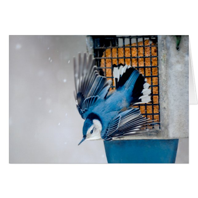 Vitbröstad nuthatch i Snö - Originalfoto Hälsningskort (Framsidan Horizontal)