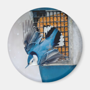 Vitbröstad nuthatch i Snö - Originalfoto Magnet