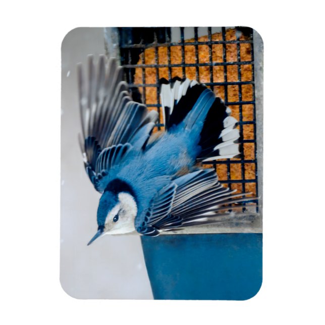 Vitbröstad nuthatch i Snö - Originalfoto Magnet (Vertikal)