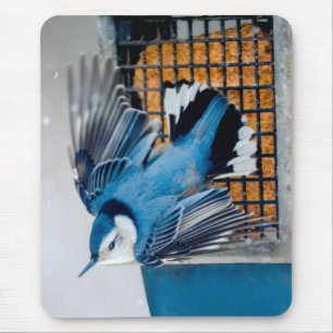 Vitbröstad nuthatch i Snö - Originalfoto Musmatta