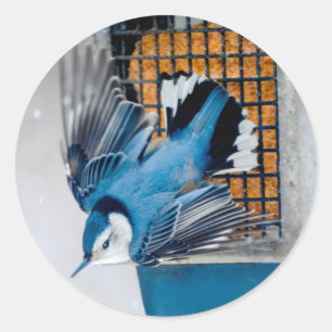 Vitbröstad nuthatch i Snö - Originalfoto Runt Klistermärke