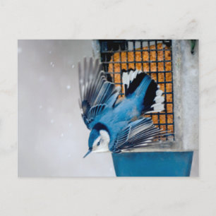 Vitbröstad nuthatch i Snö - Originalfoto Vykort