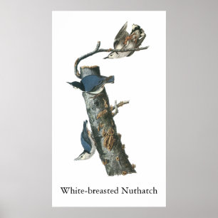 Vitbröstad nuthatch, John Audubon Poster