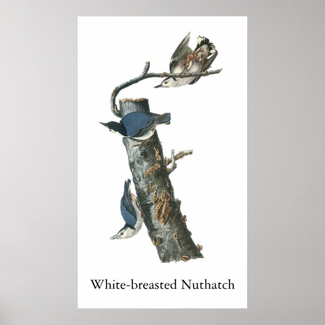 Vitbröstad nuthatch, John Audubon Poster (Framsidan)