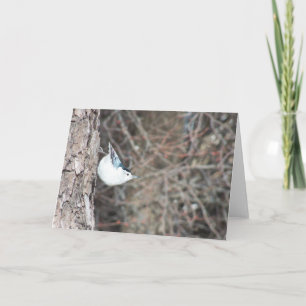 Vitbröstad nuthatch kort