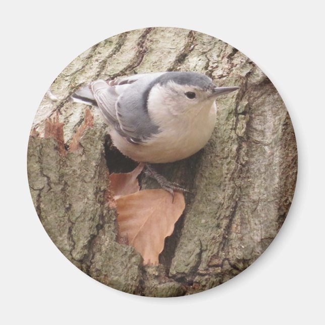 Vitbröstad nuthatch Magnet (Framsidan)