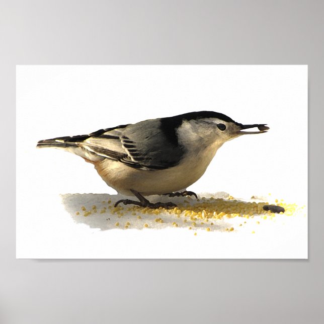Vitbröstad nuthatch poster (Framsidan)