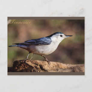 Vitbröstad nuthatch Tennessee Vykort