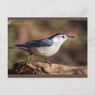 Vitbröstad nuthatch Tennessee Vykort