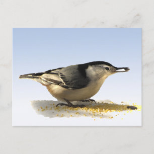 Vitbröstad nuthatch vykort