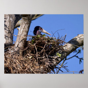 Vitbukig stork på sitt postkort Metall Orn Poster