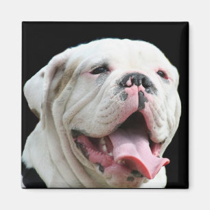 Vitbulldoggmagnet Magnet