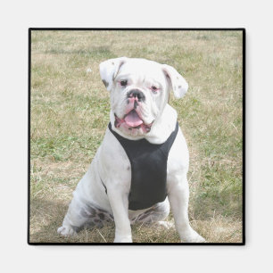 Vitbulldoggmagnet Magnet