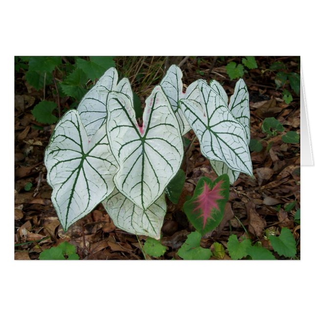 VitCaladium Hälsningskort (Framsidan Horizontal)
