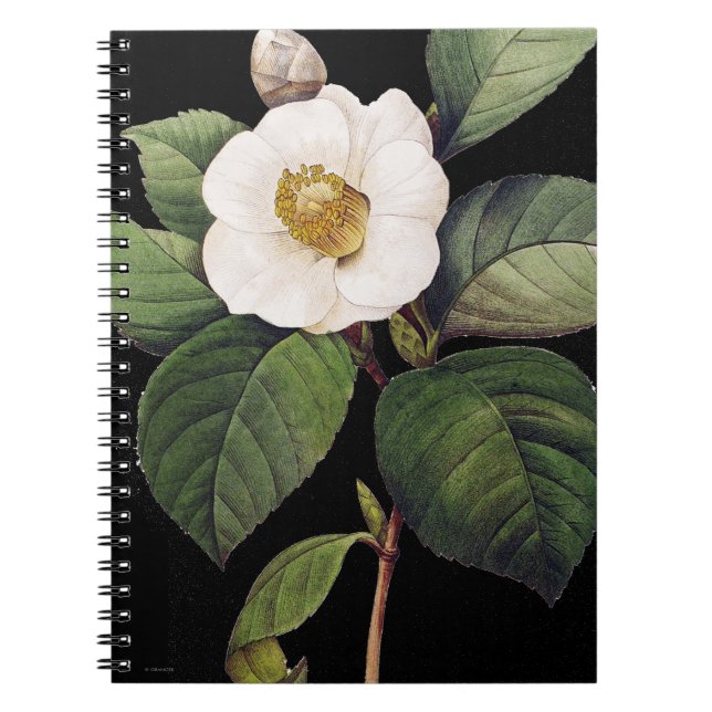 VitCamellia Anteckningsbok (Framsidan)