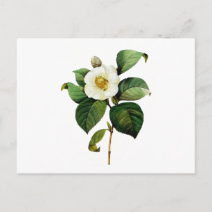 VitCamellia av Pierre Joseph Redoute Vykort