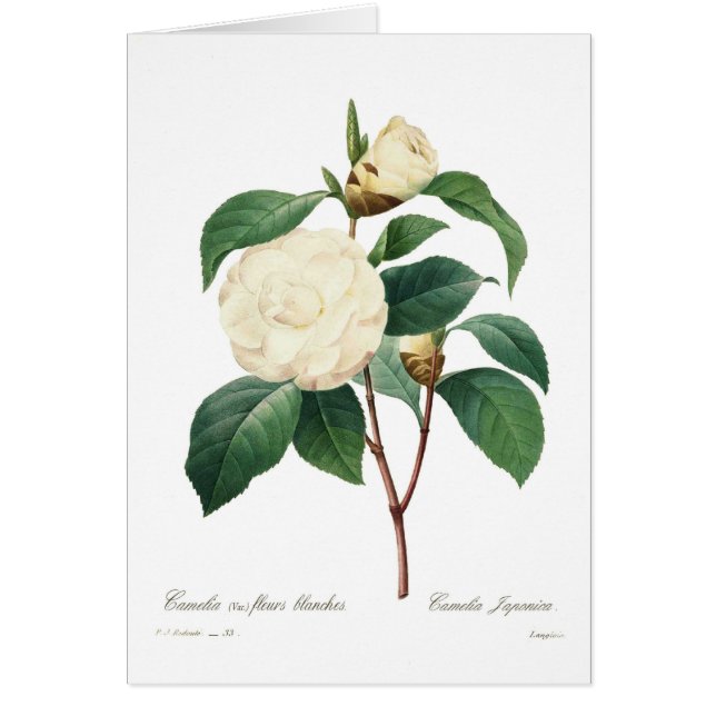 Vitcamellia Hälsningskort (Framsidan)