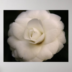 VitCamellia Poster
