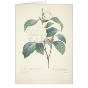 VitCamellia vid Redoute Hälsningskort