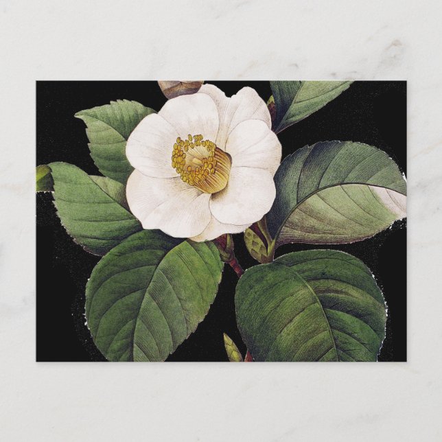 VitCamellia Vykort (Framsida)