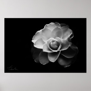 vitcamelliaBW Poster
