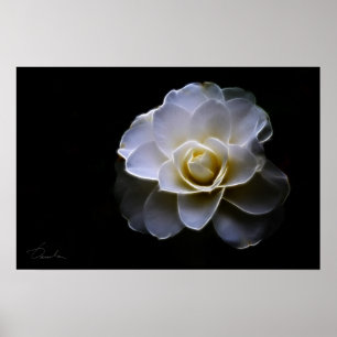 vitcamelliafärg poster
