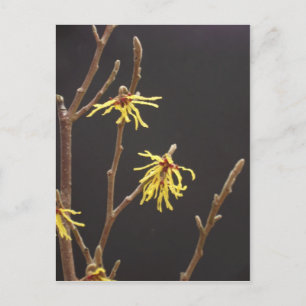 Vitch Hazel Blommar Postcard Vykort